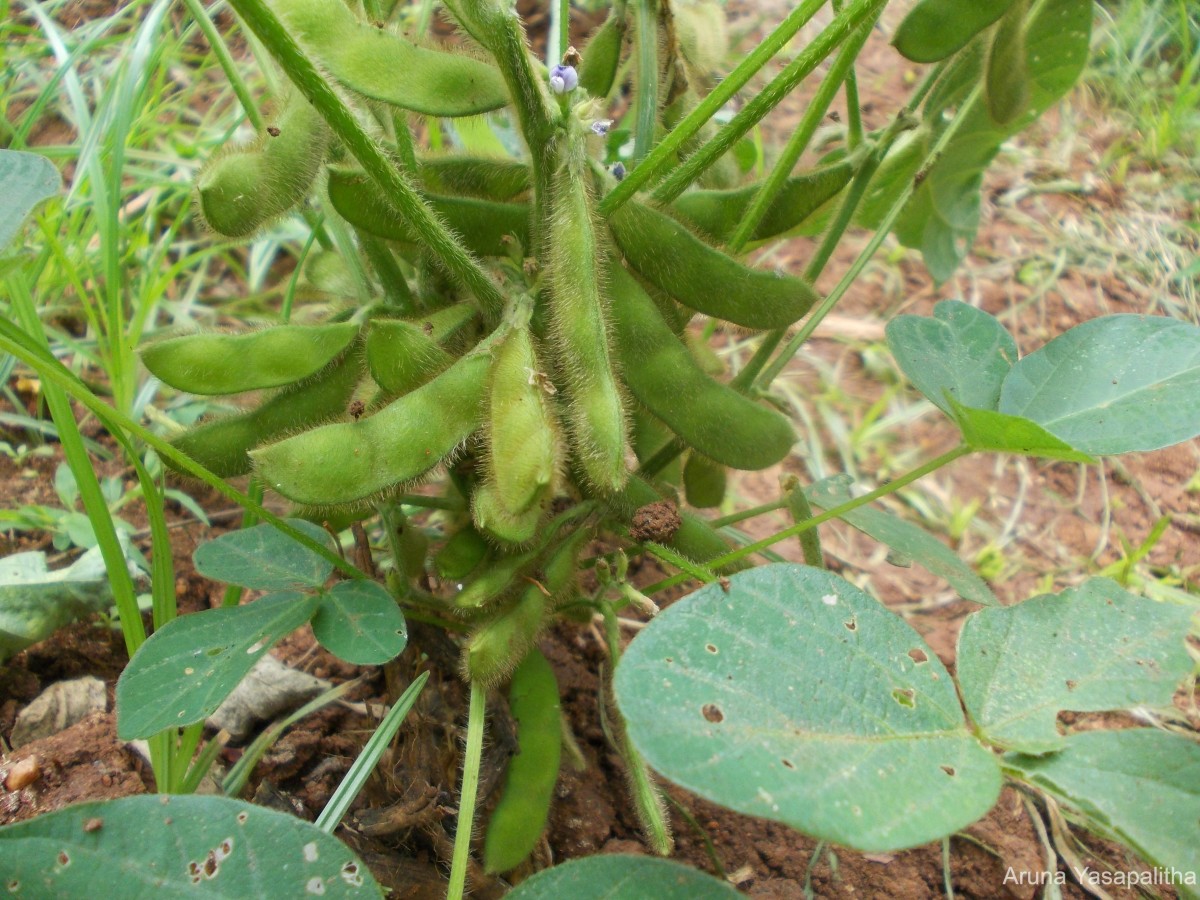 Glycine max (L.) Merr.